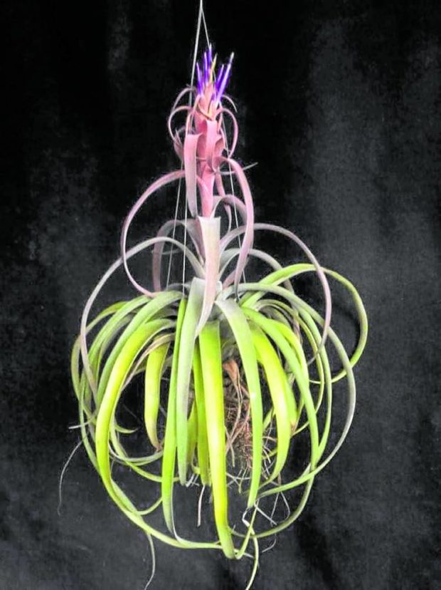 NO NEED FOR SOIL Tillandsia Macel’s Choice, one of their homegrown plant babies