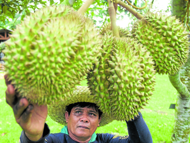 The Philippines will start exporting the durian fruit to China starting March 2023.