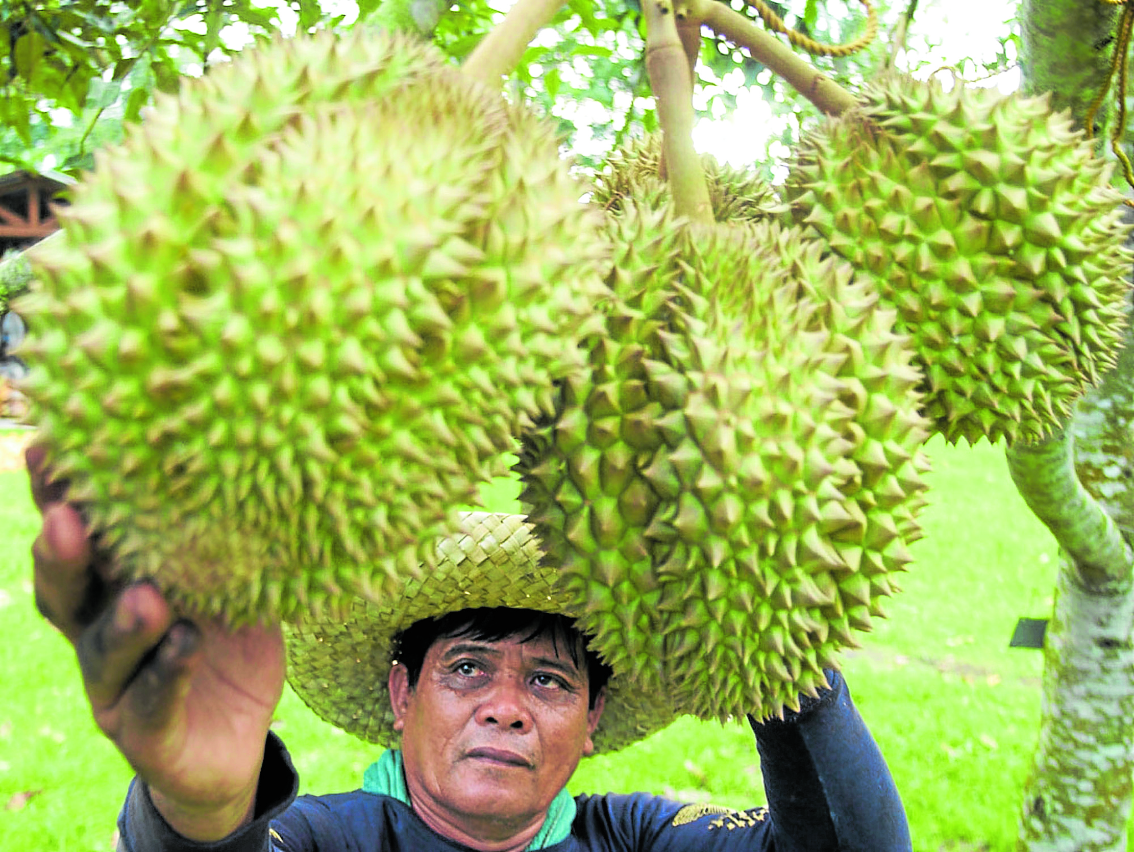 The Davao region, the country’s main source of durian, has reason to cheer, according to the President