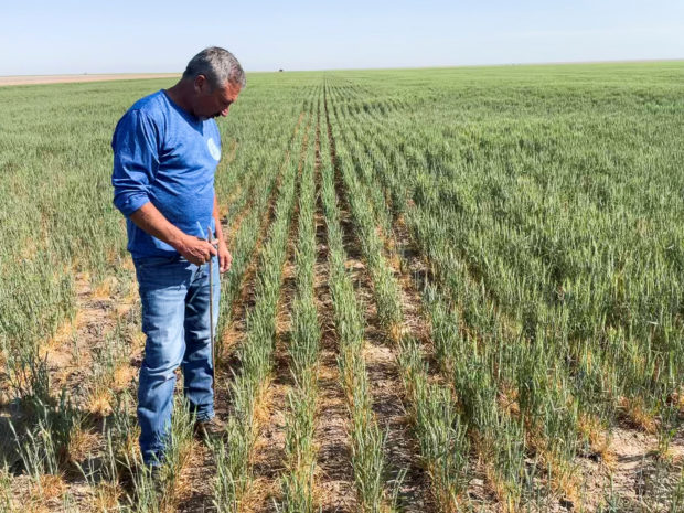 Drought hits wheat farms in U.S.