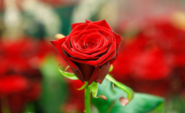 A red rose for story: Love in a time of inflation: how much will Valentine’s Day set you back?