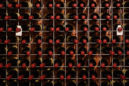 60-year low: Wine consumption falls heavily into the red