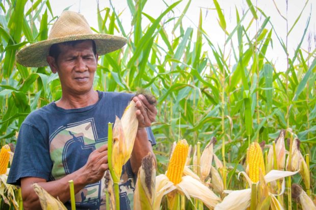 DA touts new high-yield corn varieties