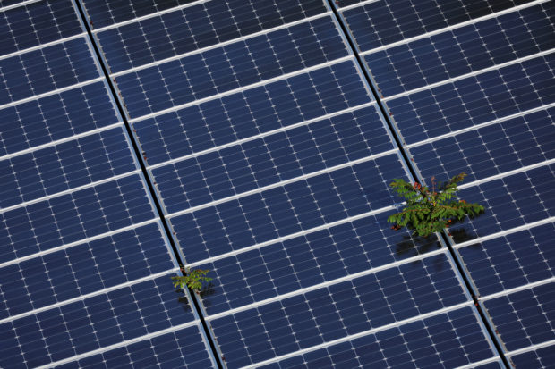 Plants grow through an array of solar panels in Florida