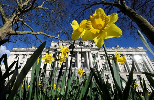 Daffodils bloom in front of the Treasury building