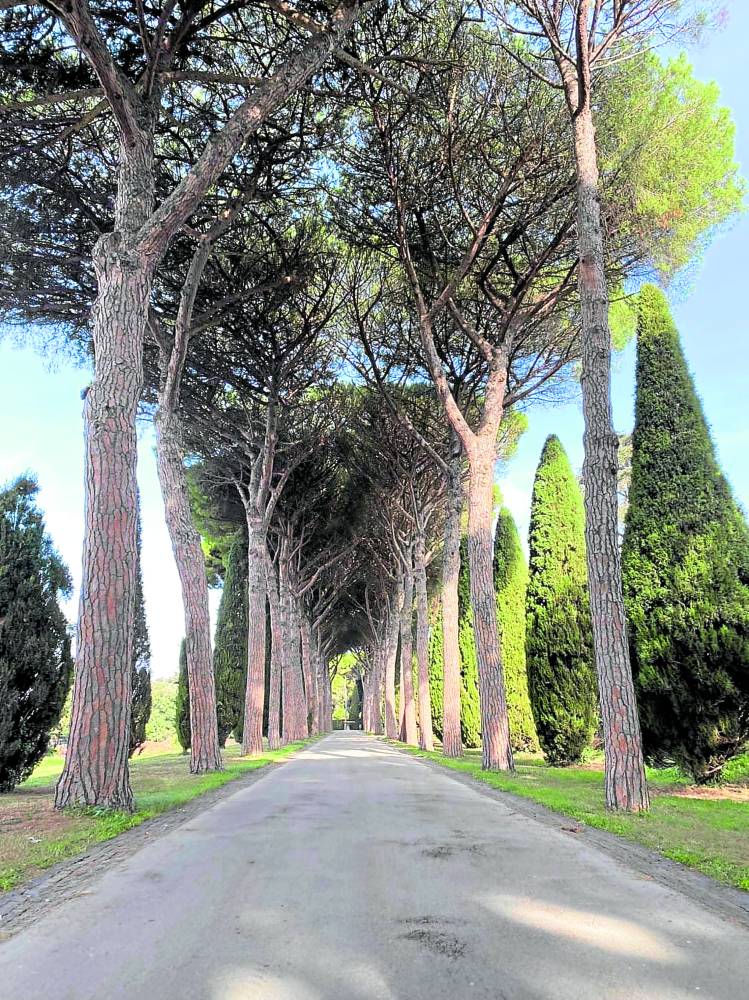 MAJESTIC Tree-lined driveway