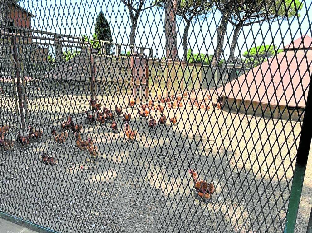 POULTRY Chickens feeding on leftover communion wafers