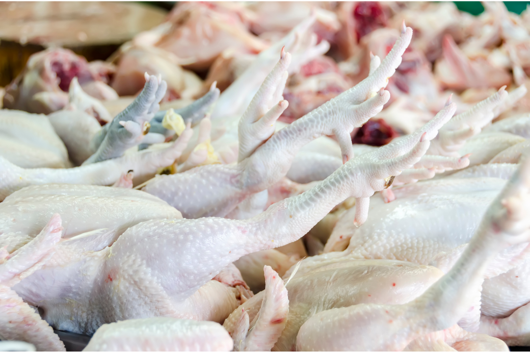Agriculture stakeholders are sounding the alarm on the surplus of chicken in the market, resulting from excessive importation and smuggling of various farm commodities, which is only hurting local producers. 