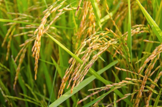 P3-B Inbred Rice Seeds Set For PH-wide Distribution | Inquirer Business