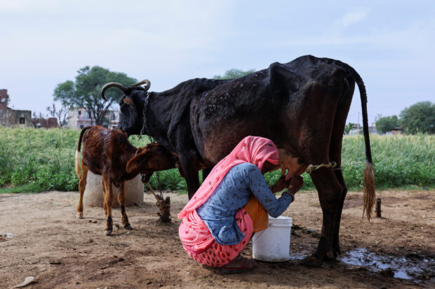 Woman milks a cow at a farm in the outskirts of Jaipur