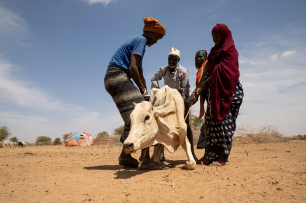 Residents assisting a cow affected by drought in Somali region of Ethiopia