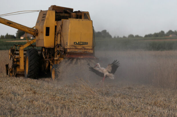 A combine harvester reaps grain at field in Poland