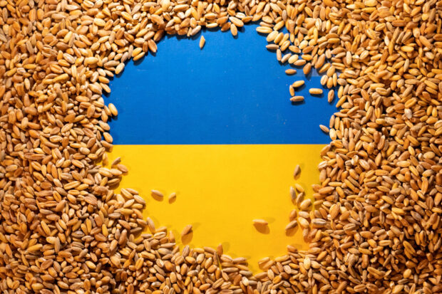 Ukranian flag is covered with grains 