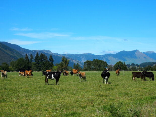 Cattle feeding in field in Golden Bay, New Zealand