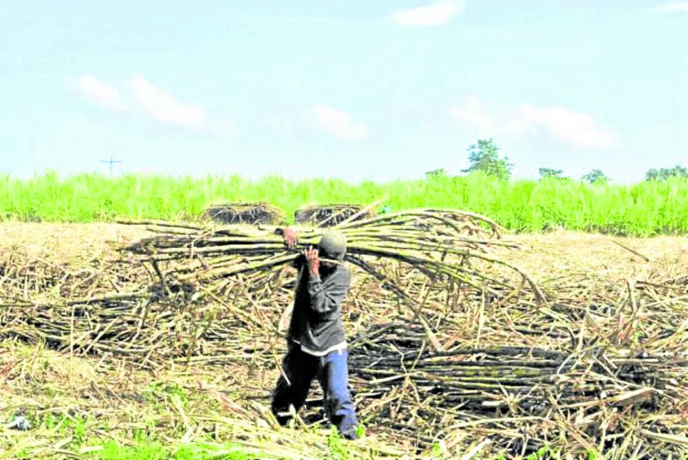 Regulator Forecasts Better Sugar Production In 2023 2024 Inquirer   464721 1 