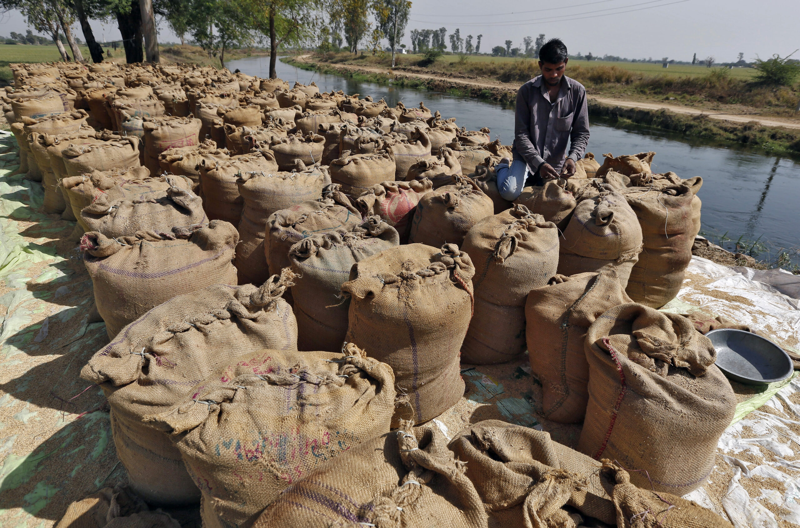 A worker packing a sack filled with rice in a western Indian city