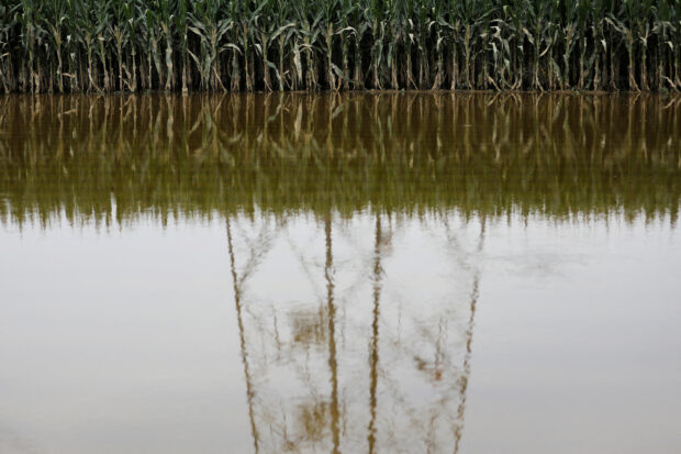 Flooded corn farm in Zhuozhou, China