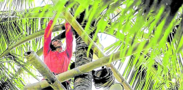MODERNIZATION About 2.5 million small farmers are expected to benefit from the Coconut Farmers and Industry Development Plan. —INQUIRER FILE PHOTO     
