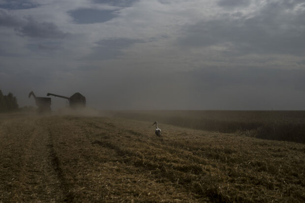 FILE - A bird stands on a wheat field as a combine harvests the crops in Cherkasy region, Ukraine, on July 25, 2023. Global prices for food commodities like rice and vegetable oil have risen for the first time in months after Russia pulled out of a wartime agreement allowing Ukraine to ship grain to the world and India restricted some of its rice exports, the U.N. Food and Agriculture Organization said Friday Aug. 4, 2023. (AP Photo/Jae C. Hong, File)