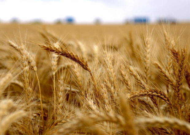 Wheat crop in a paddock on the outskirts of South Australia town of Jamestown