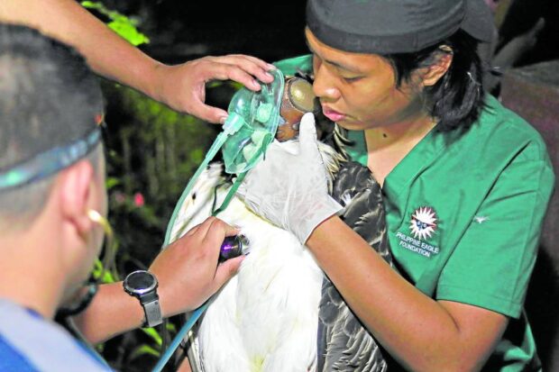 ANNUAL ROUTINE A PEF biologist holds the Philippine Eagle while others administer oxygen and check the bird’s heart rate and breathing during the annual eagle checkup at the Malagos facility.