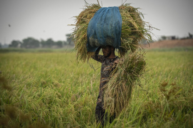 A farmer carries paddy crop after harvest in Guwahati, India
