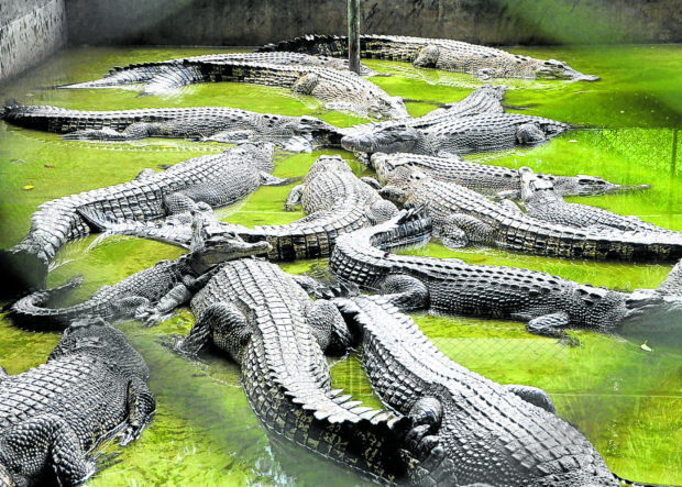 Nature-tripping is easy in Mindanao’s premier city. At DavaoCrocodile Park in Talomo, one could see how reptiles are propagated and taken care of as well as harvested for their exotic meat.