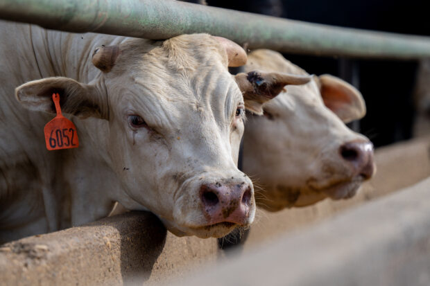 Cows stand in a feedlot in a feedlot in Quemado, Texas