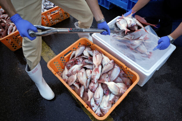Staff encase sample fish to a cold box
