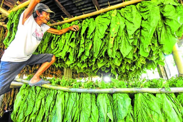 BETTER DEAL A farmer in Pangasinan hangs newly harvested tobacco leaves in a barn. —FILE PHOTO