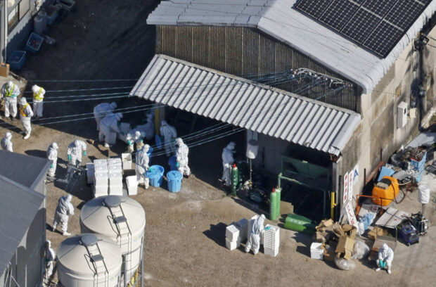 Officials wearing protective suits cull chickens at a poultry farm in Saga prefecture, Japan