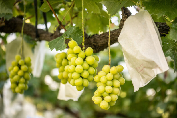 Shine Muscat grapes growing on Yuki Nakamura's farm