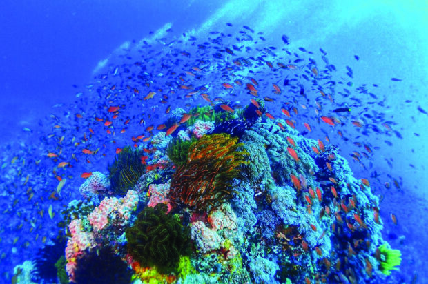 Underwater wonderworld. The Verde Island Passage is often referredto as the “Amazon of the Oceans.”