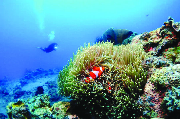 Underwater wonderworld. The Verde Island Passage is often referred
to as the “Amazon of the Oceans.”