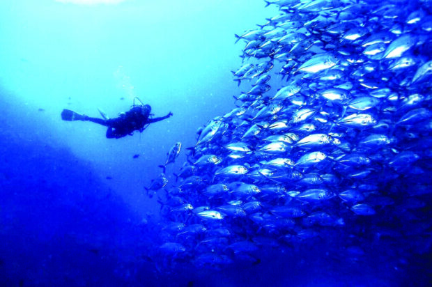 Underwater wonderworld. The Verde Island Passage is often referred
to as the “Amazon of the Oceans.”