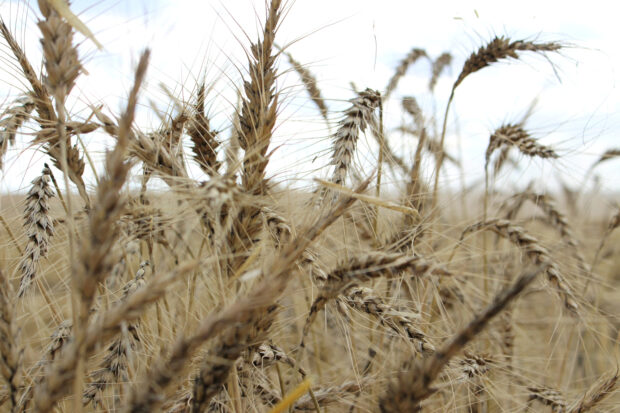 FILE PHOTO: The crop is seen in a wheat field ahead of annual harvest near Moree
