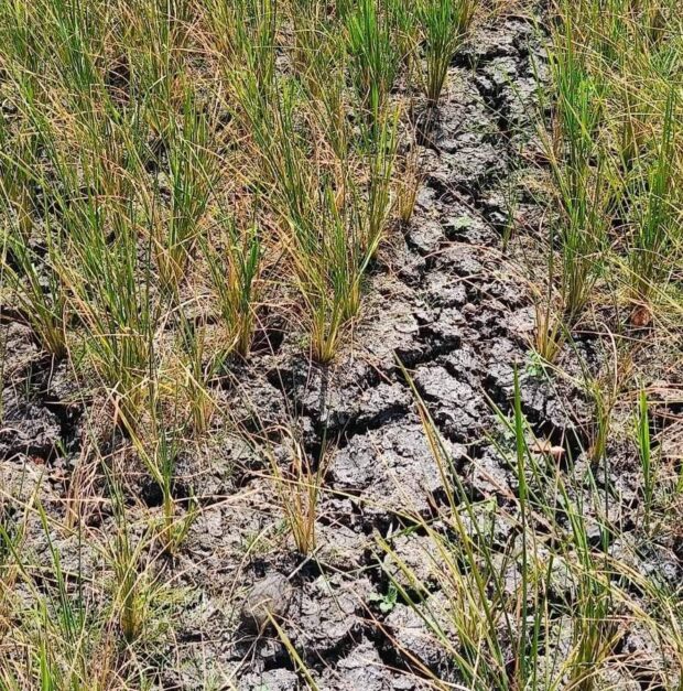 CLIMATE CRISIS Drought hits rice fields in Negros Occidental. Global equity portfolios could lose up to 45 percent in value should climate-related fears dent investor sentiments. —FILE PHOTO