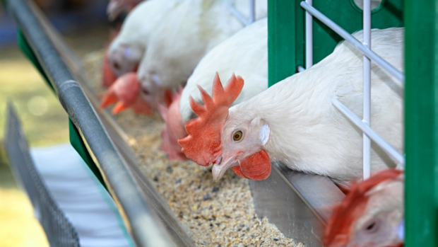 Food, live animals dominated P390-B local trades in Q1