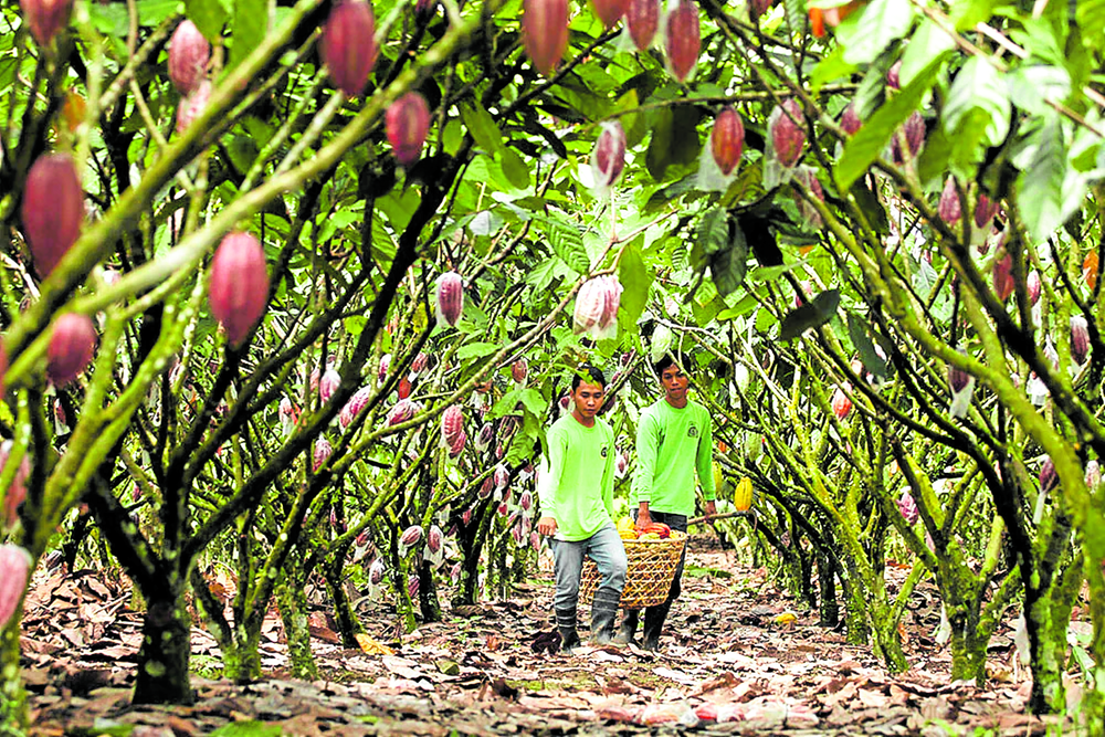 Davao is the Cacao Capital of the Philippines.