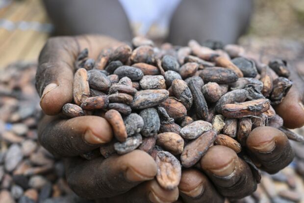 A farmer holds cocoa beans at a farm in the village of Offoumpo, near Agboville on April 7, 2024. 