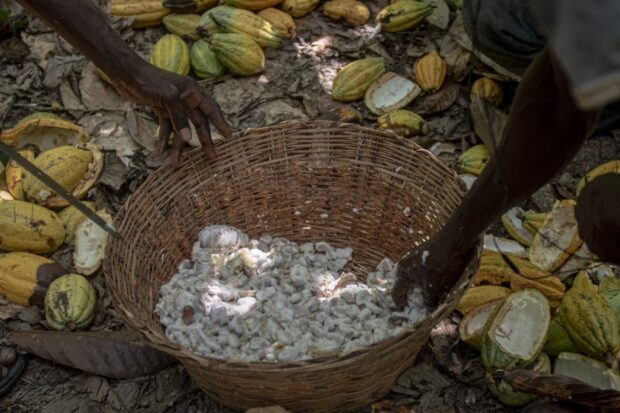 As currency slides, Ghana cocoa farmers turn to smuggling