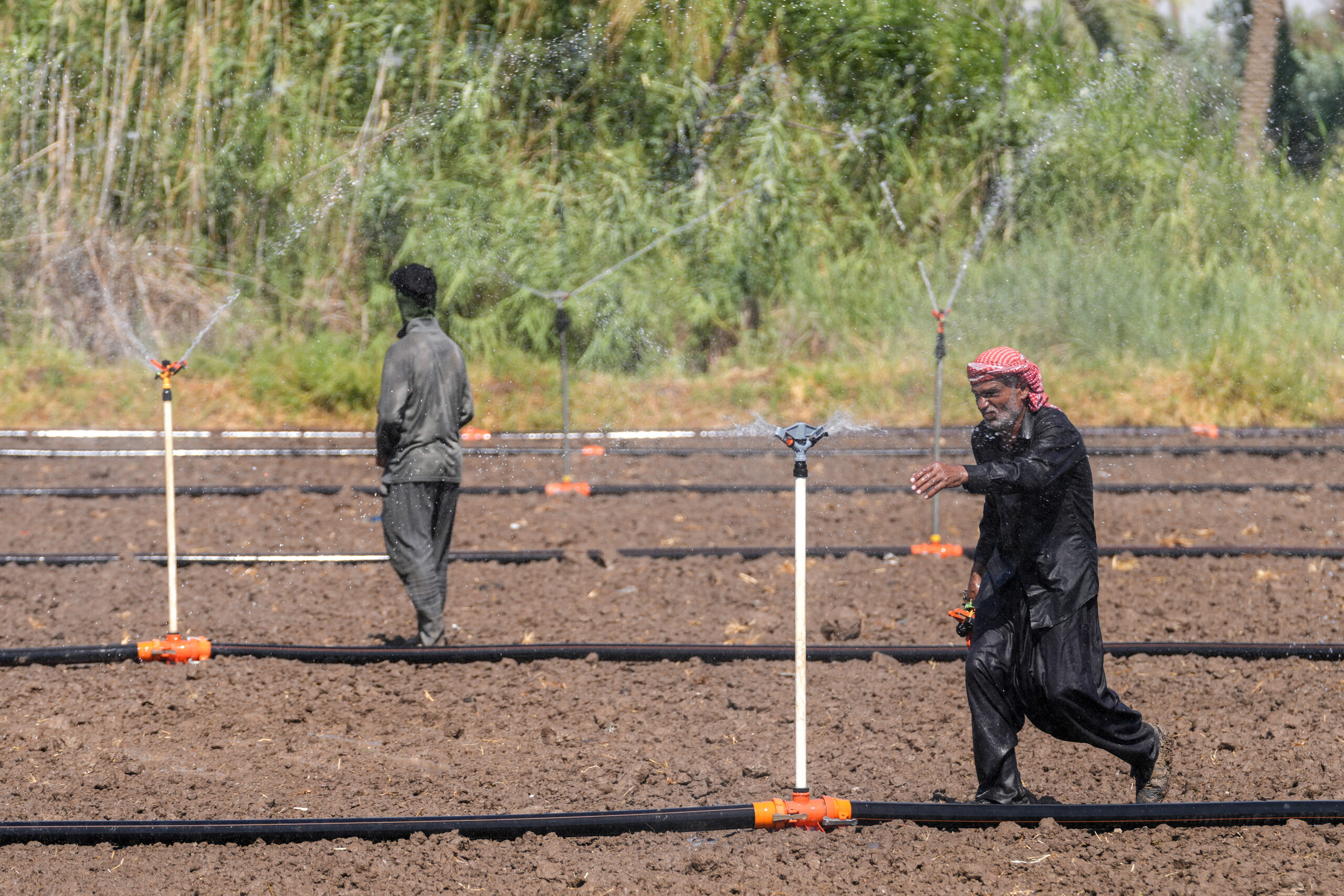 Farmers innovate to save Iraq's rice production 