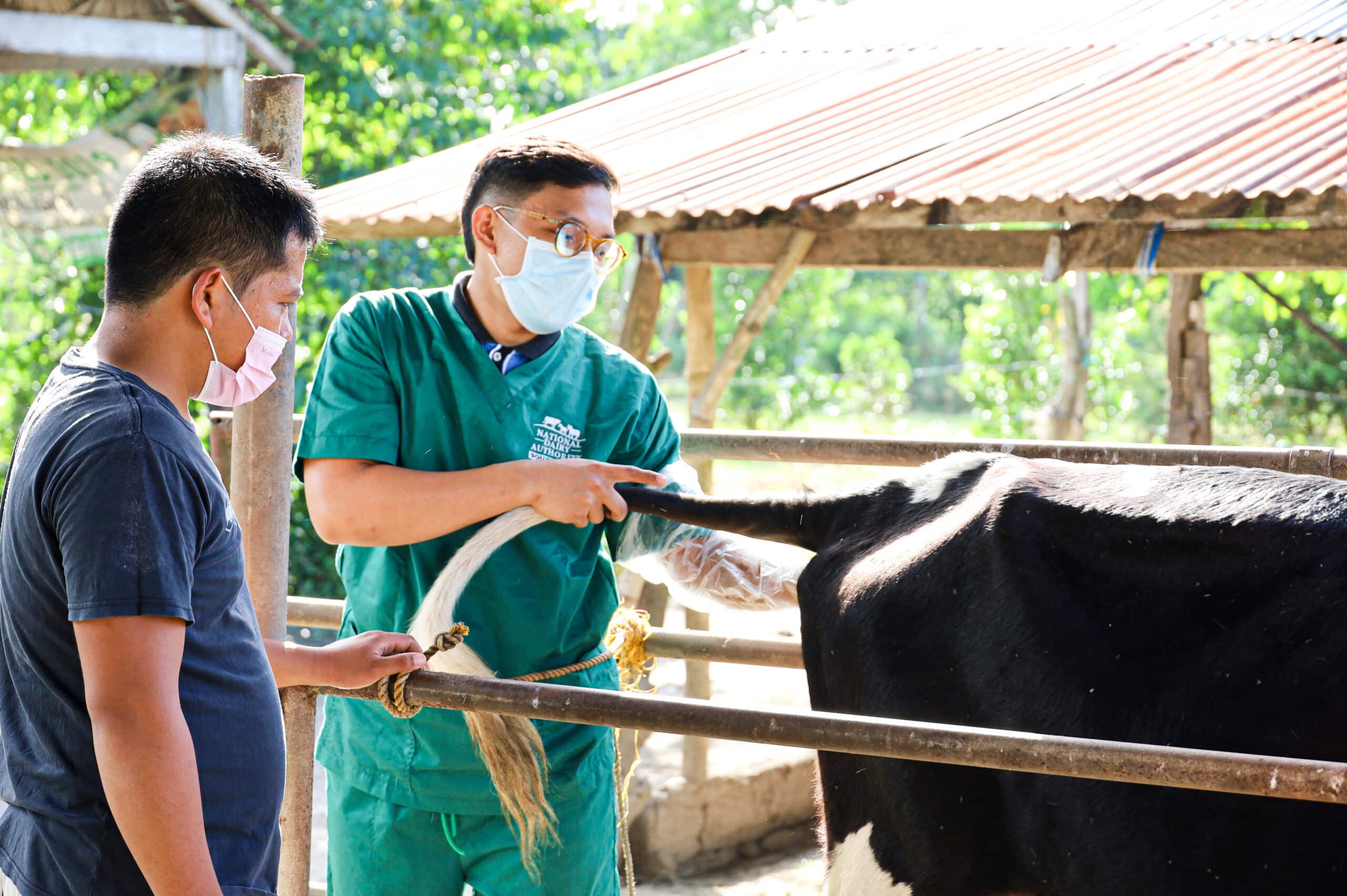 Based on the data from the National Dairy Authority, the country’s milk output rose to 16,020 metric tons in the first half of this year from 13,940 MT in the same period a year ago. (File photo)