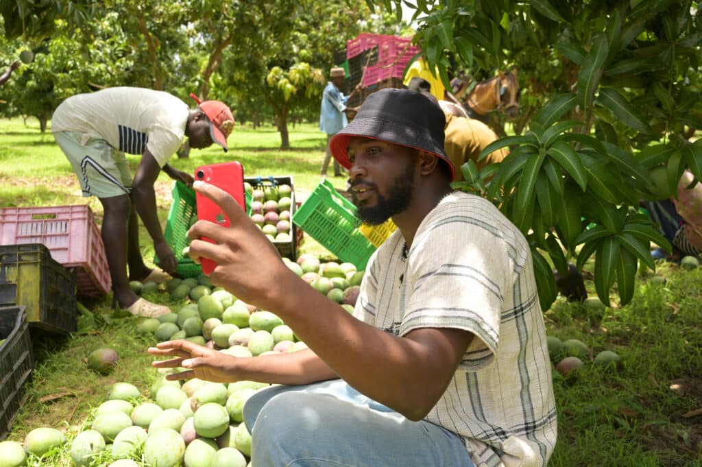 Agro-influencer Mame Abdou Diop, prepares social media content in his mango orchard in Gadiaga, Thies region, on 25 July 2024.