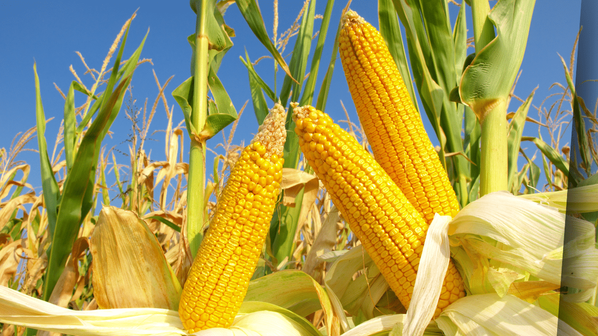 Salceda says inflation spike shows looming problem with corn