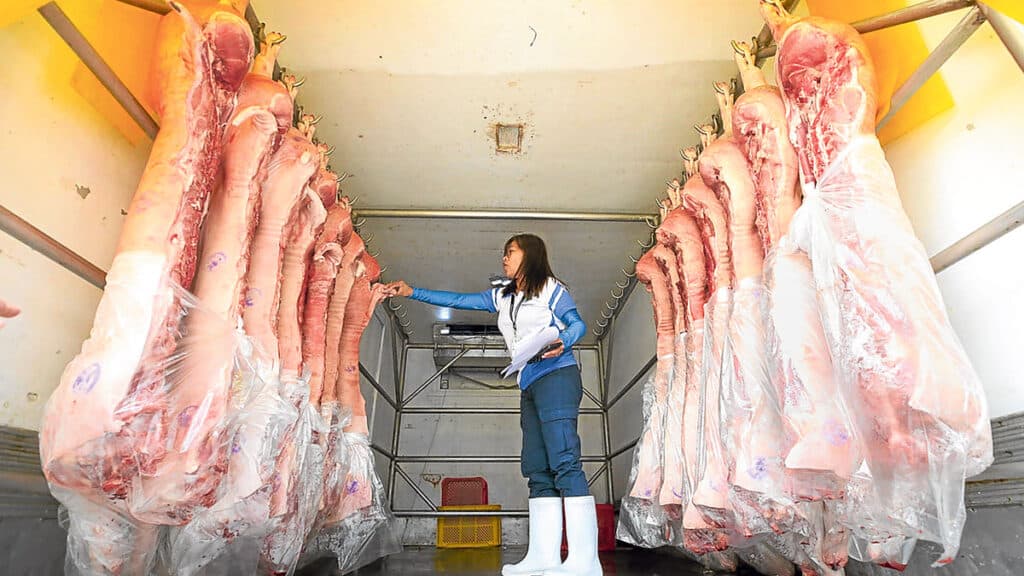 PRECAUTION An officer from the meat inspection office of Marikina City inspects freshly slaughtered carcass inside a delivery van in this Aug. 15 photo. —LYN RILLON