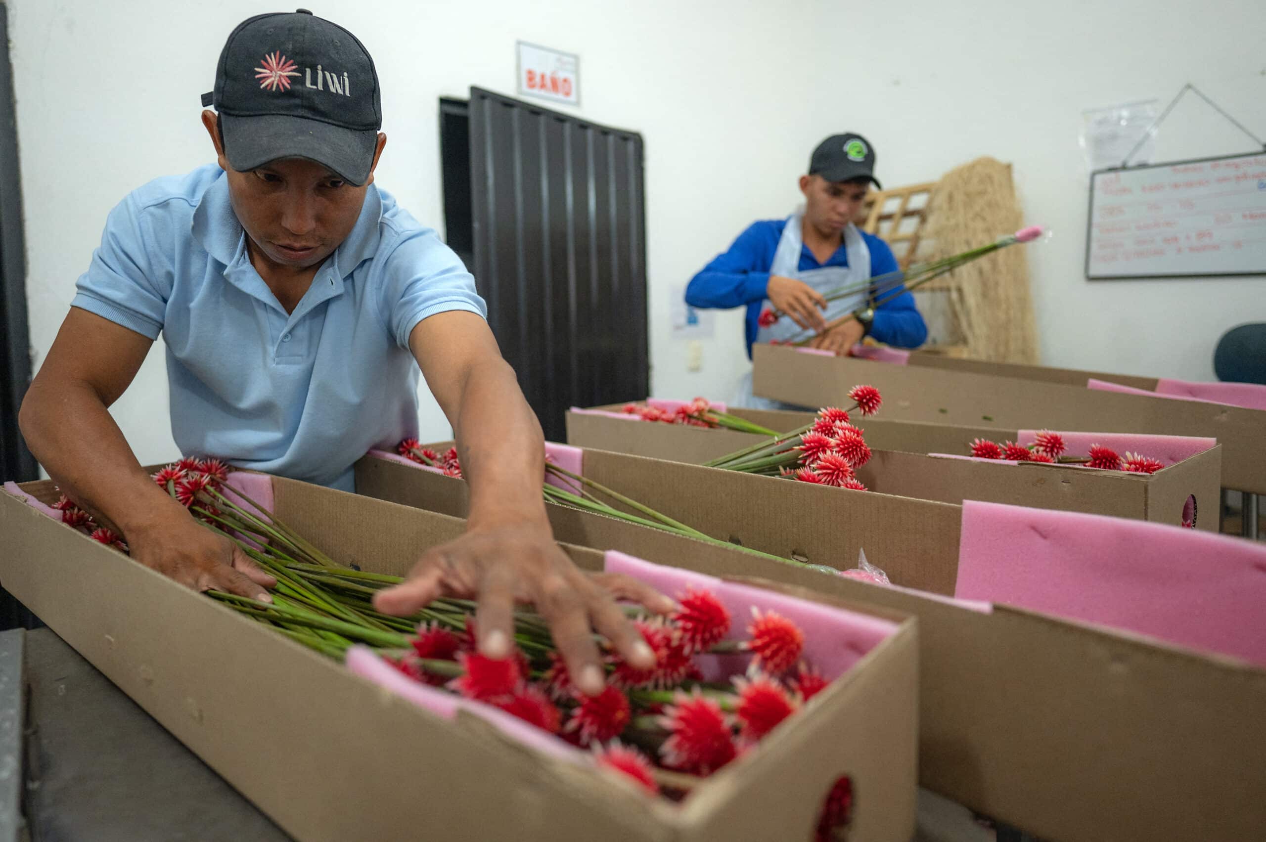 Colombia's Inirida flower: From 'weed' to emblem for UN meeting