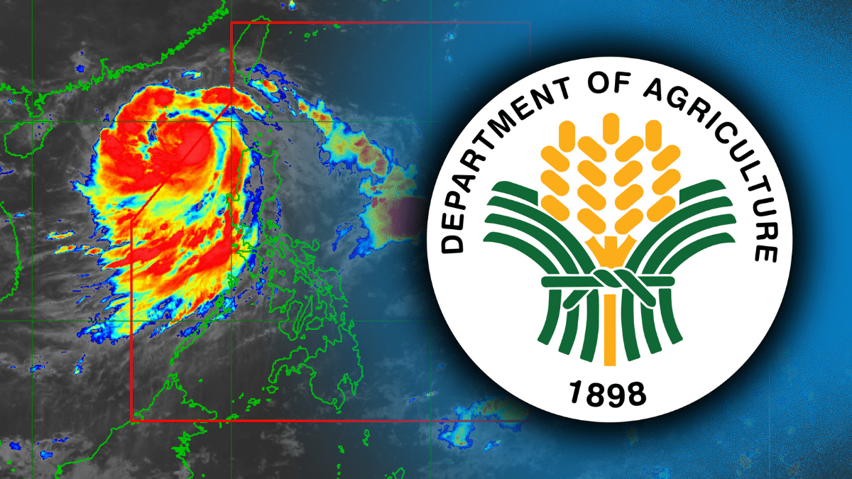 Initial agri damage due to Enteng estimated at P350.85 million - DA