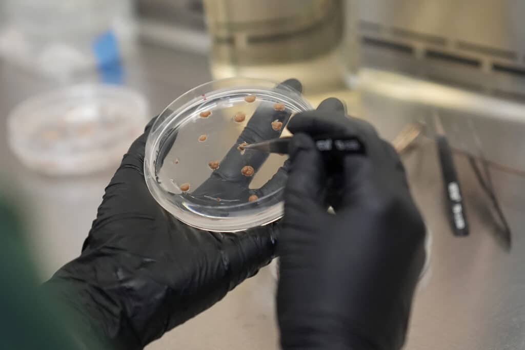 California Cultured lab technician Aubrey McKeand works on cell cultures in the company's lab in West Sacramento, Calif., Wednesday, Aug. 28, 2024.