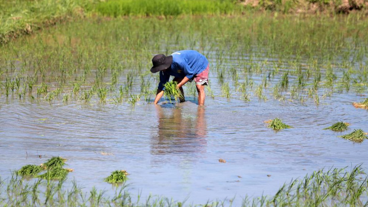 50,000 rice farmers seen to benefit from new DBP facility